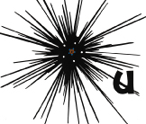 Urchin screenprint by Esther Tyson