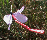 Damselfly Pond life Salford